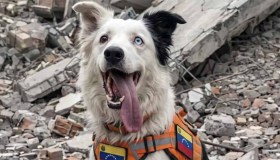 Tsunami, il cane maltrattato che ha salvato 26 persone dopo il terremoto