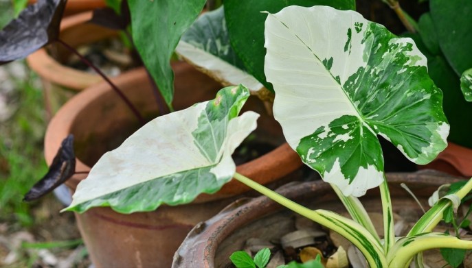 Alocasia variegata gageana