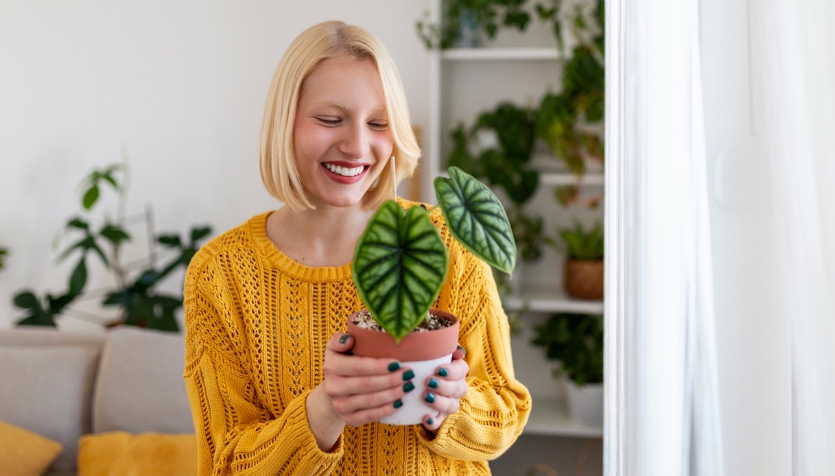 Alocasia variegata, quante sfumature ci sono e dove collocare la pianta in casa