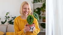 Alocasia variegata, quante sfumature ci sono e dove collocare la pianta in casa