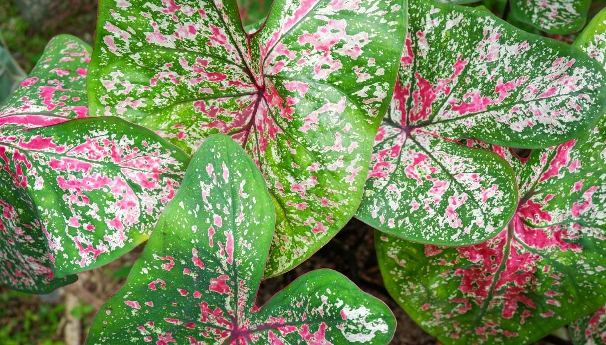 Alocasia variegata, quante sfumature ci sono e dove collocare la pianta in casa