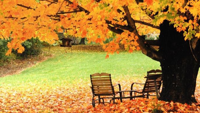 Foliage alberi da piantare giardino
