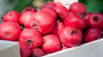 Frutti antichi, gli azzeruoli: cosa sono e come usarli in cucina