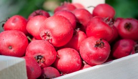 Frutti antichi, gli azzeruoli: cosa sono e come usarli in cucina