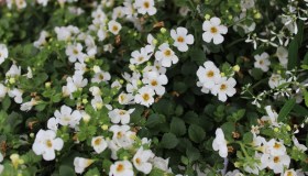 Bacopa, la pianta che aiuta a potenziare la memoria