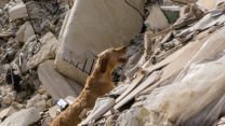 Antonia ritrova Bruno dopo il terremoto: la storia del cane scomparso in Colombia
