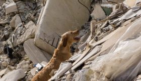 Antonia ritrova Bruno dopo il terremoto: la storia del cane scomparso in Colombia