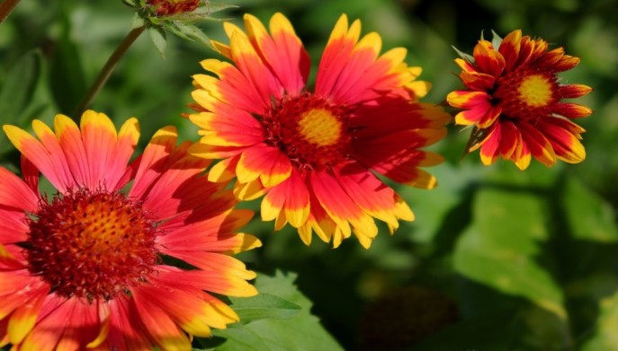 Gaillardia cultivar