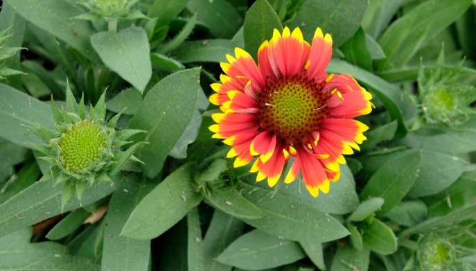 Gaillardia resiste alle gelate invernali