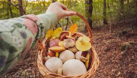 “Non andate nel bosco da soli”: i consigli sulla raccolta funghi del soccorso alpino