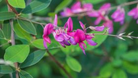 Lespedeza thunbergii, come si coltiva per avere una cascata di fiori