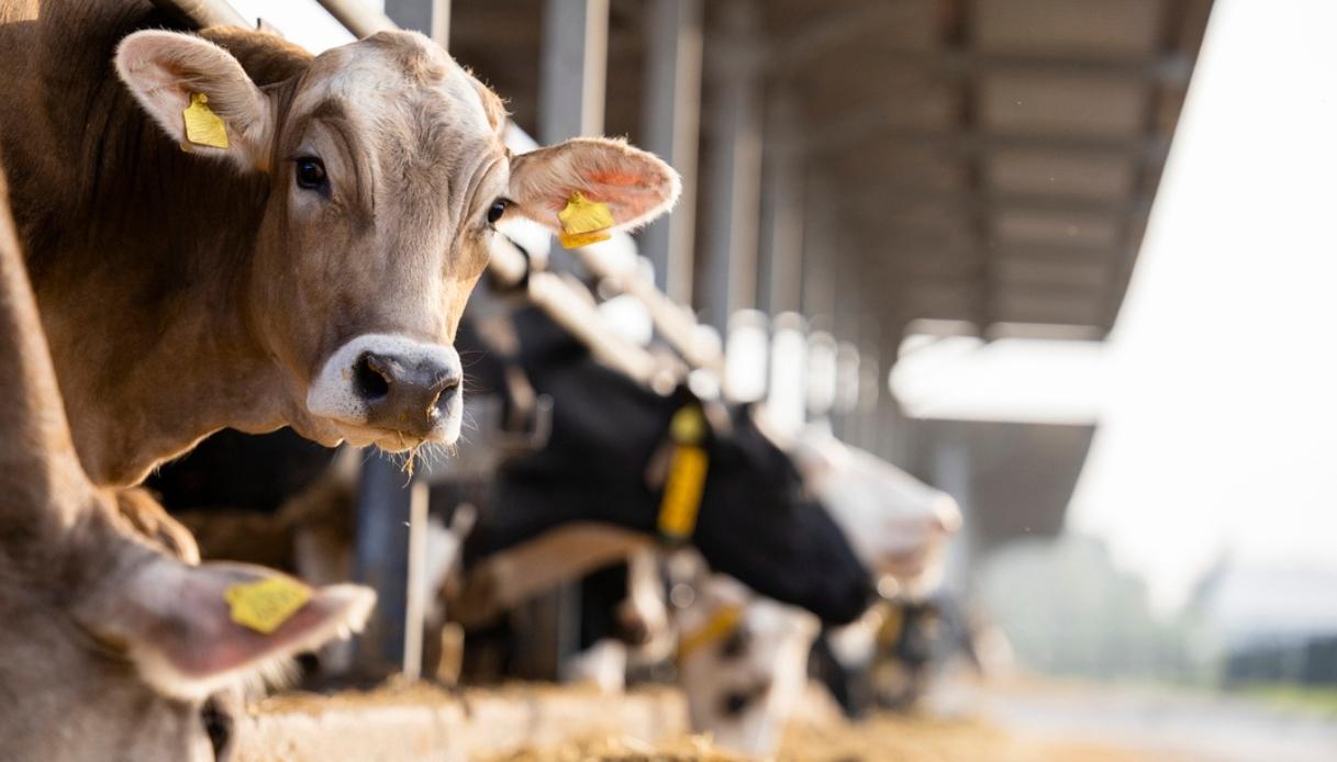 Virus Shamonda negli allevamenti italiani: carne e latte sono davvero sicuri?