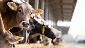 Virus Shamonda negli allevamenti italiani: carne e latte sono davvero sicuri?