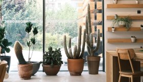 Cactus e succulente, sculture vive che arredano la casa con carattere e geometria