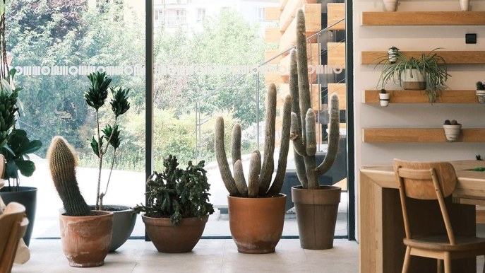 Cactus e succulente, sculture vive che arredano la casa con carattere e geometria