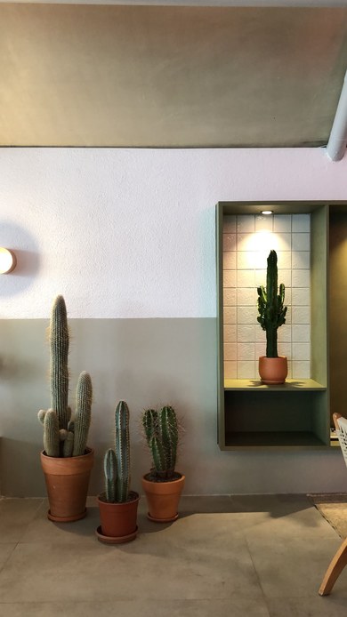 Cactus in vasi di terracotta appoggiati a una parete in cemento bicolore, con un altro esemplare esposto in una nicchia illuminata dall'alto