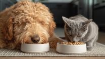 Petfood, il nuovo trend è la salute di cane e gatto
