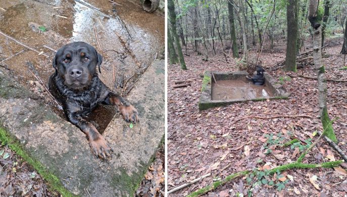 Cane in difficolt&agrave;, viene ritrovato da Debora Fiora