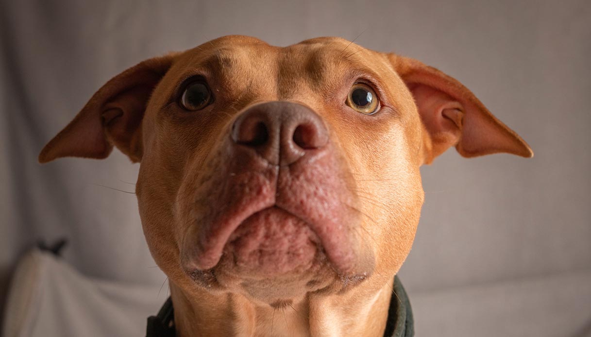 mai ricevuto un solo gesto di gentilezza la storia di kevin il cane che tremava per la paura da Dilei.it mai ricevuto un solo gesto di gentilezza la storia di kevin il cane che tremava per la paura