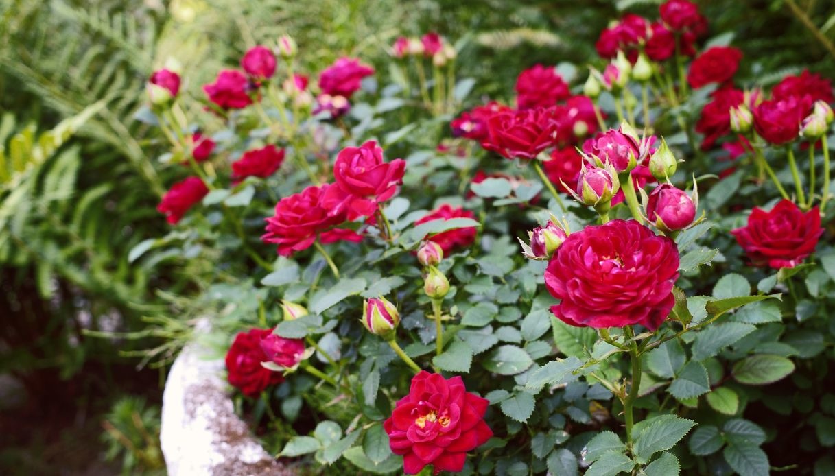 formiche nei vasi di rose come eliminarle senza rovinare la pianta da Dilei.it formiche nei vasi di rose come eliminarle senza rovinare la pianta