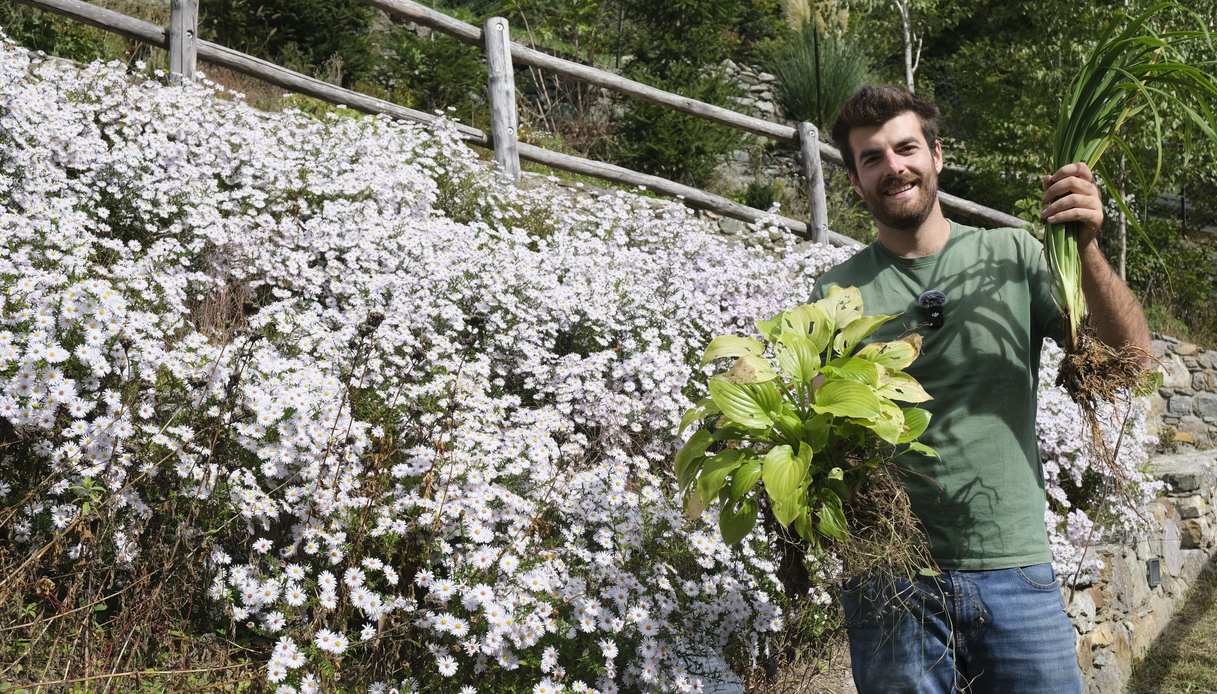 le erbacee perenni per un giardino ricco e a bassa manutenzione da piantare in autunno da Dilei.it le erbacee perenni per un giardino ricco e a bassa manutenzione da piantare in autunno
