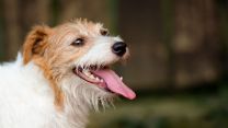 Tommasino, la nuova mascotte di Affari Tuoi: il Jack Russell che sostituisce Gennarino