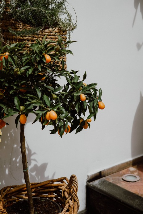Kumquat in vaso di vimini accanto a un cesto di rosmarino