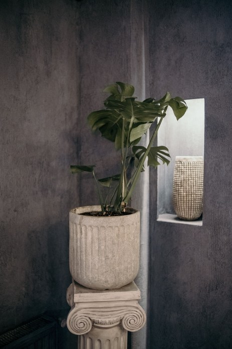 Pianta di Monstera in un vaso di cemento chiaro su una colonna classica, davanti a una parete grigia con nicchia e vaso in ceramica