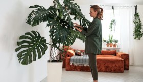 Le piante del segno della Bilancia, le caratteristiche della Monstera