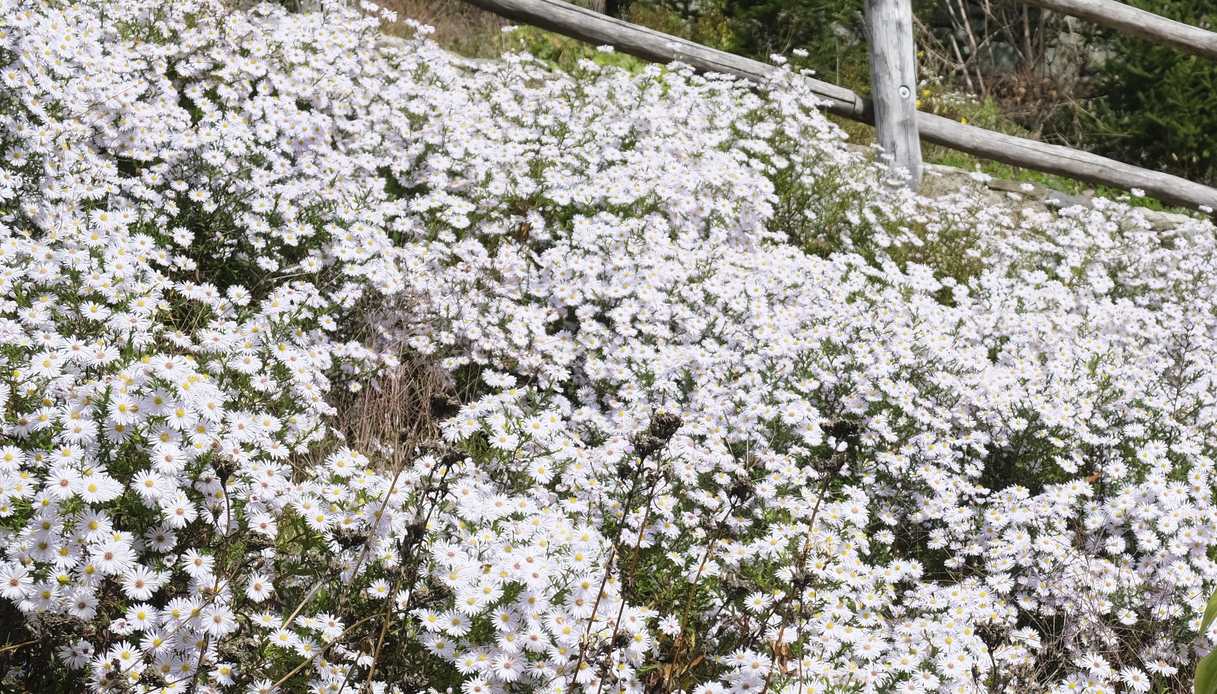 Scarpata interamente coperta da una fioritura bianca a fiori piccoli, delimitata in alto da una staccionata in legno e da un muretto in pietra.