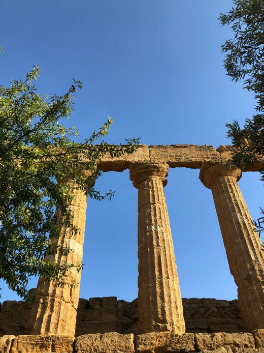 Colonne doriche del tempio nella Valle dei Templi di Agrigento tra i rami di un ulivo