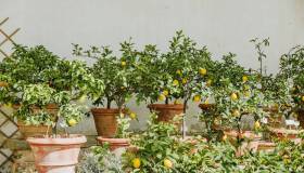 Dalla Valle dei Templi al terrazzo, il segreto per un mini-agrumeto