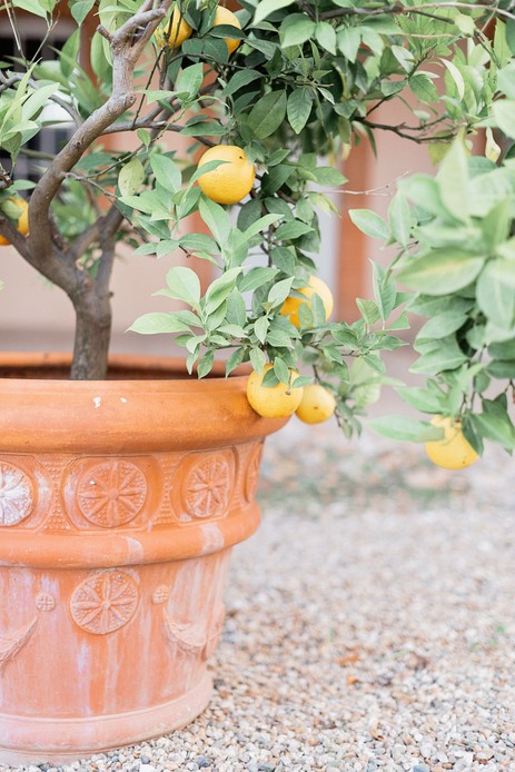 Limoni su un ramo dentro un vaso in terracotta decorata
