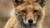 Cucciolo di volpe rischia di essere impiccato all’Appia Antica: salvato da un runner