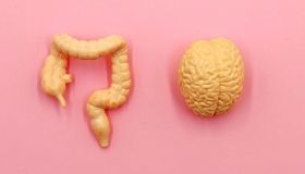 Alzheimer, il batterio intestinale che può contribuire al decadimento del cervello. Lo studio