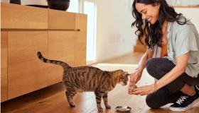 1 gatto su 15 portatore di un parassita che può infettare anche l’uomo
