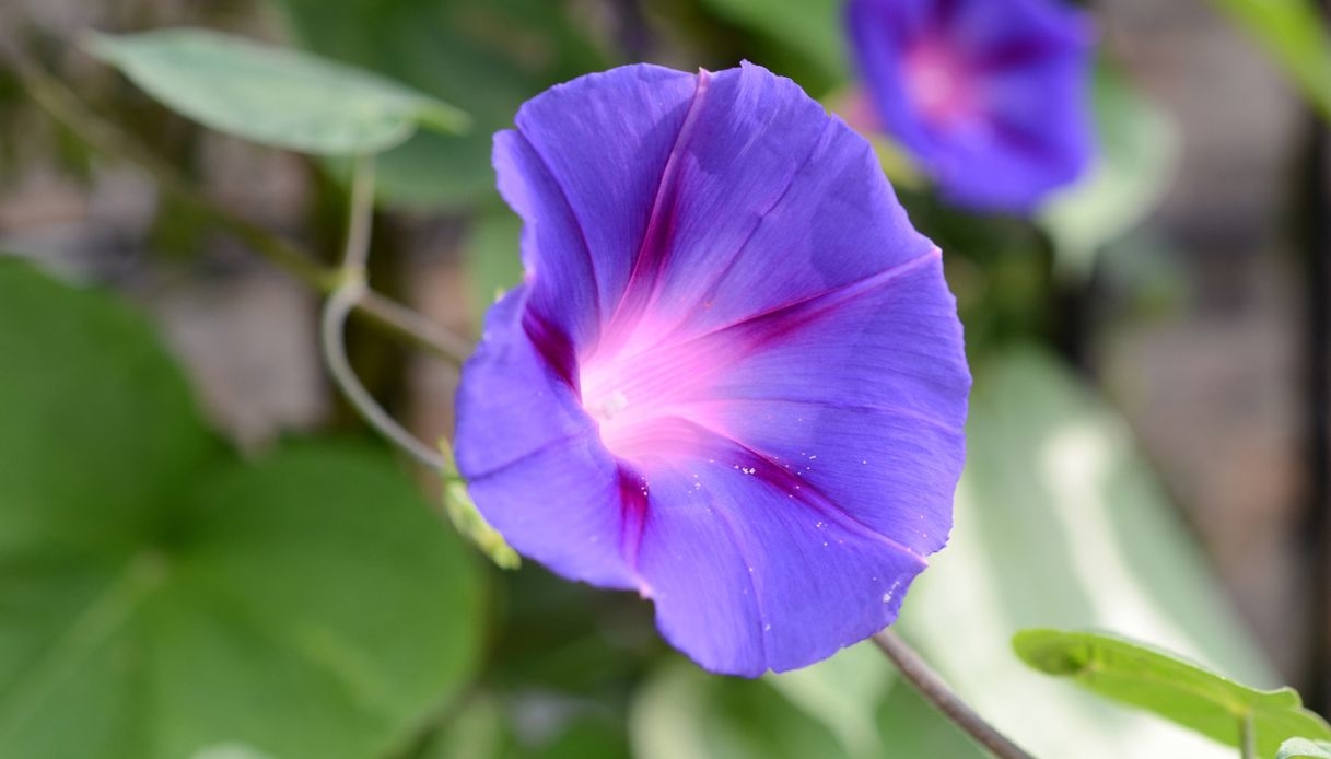 ipomea purpurea come coltivare la pianta rampicante dai fiori a campana da Dilei.it ipomea purpurea come coltivare la pianta rampicante dai fiori a campana