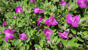 Leucophyllum frutescens, come si coltiva e quando potare la pianta barometro