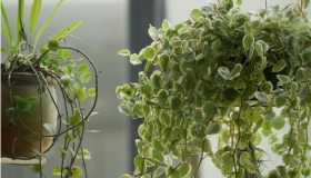 Pianta delle formiche, perché si chiama così e come coltivarla