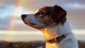 La notte in cui gli animali ritornano dal Ponte dell’Arcobaleno: la dolce leggenda messicana