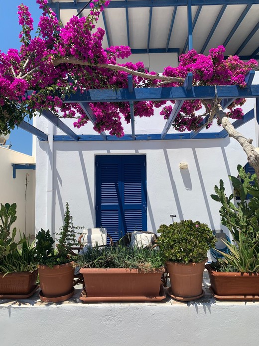 Bouganville magenta su una pergola in legno blu davanti a una casa bianca con persiane blu, vasi in terracotta con piante grasse e due poltroncine