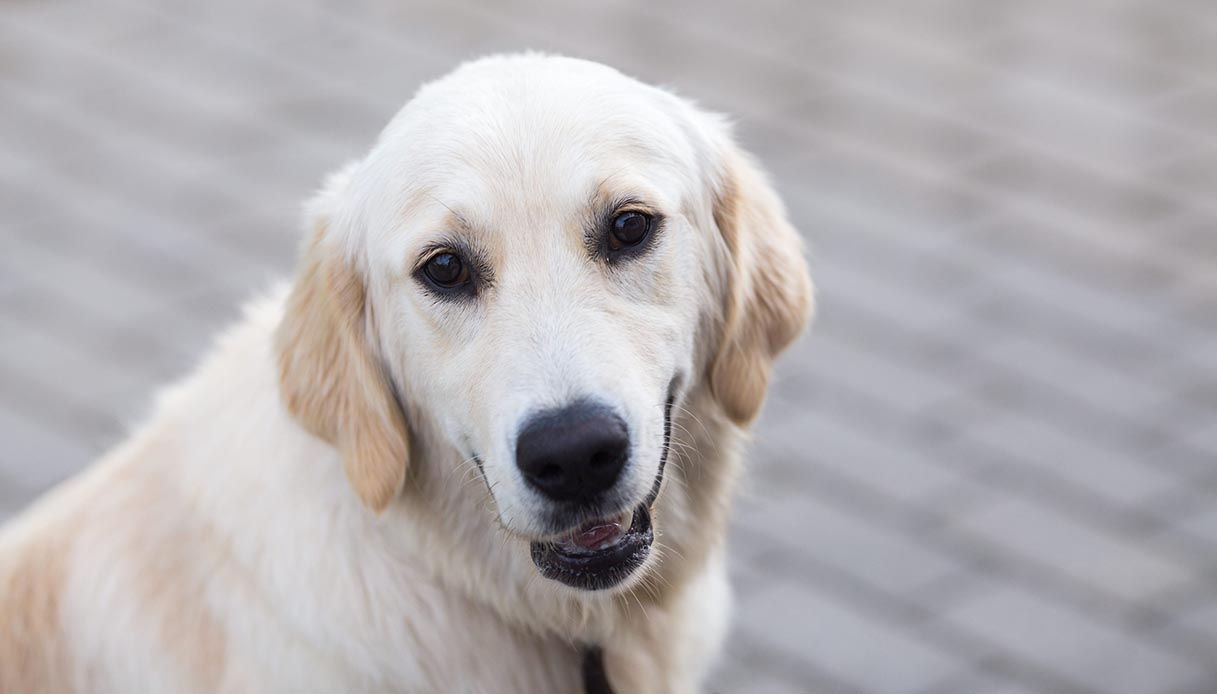non volevo deluderla postino scriveva lettere alla cagnolina che adorava ricevere la posta da Dilei.it non volevo deluderla postino scriveva lettere alla cagnolina che adorava ricevere la posta