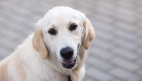 “Non volevo deluderla”: postino scriveva lettere alla cagnolina che adorava ricevere la posta