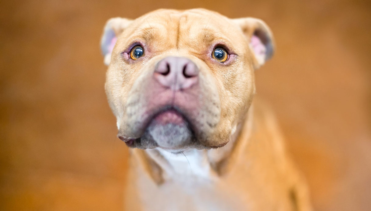 non 232 mai pi249 tornata la storia della cagnolina che correva sempre dove l8217avevano abbandonata da Dilei.it non 232 mai pi249 tornata la storia della cagnolina che correva sempre dove l8217avevano abbandonata