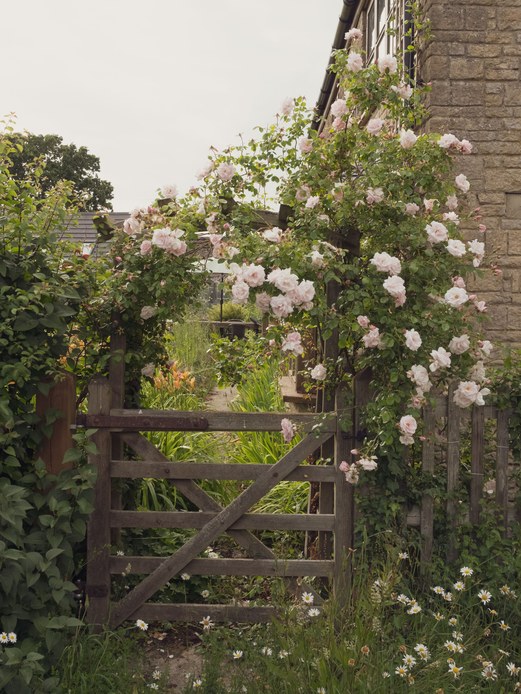 Cancelletto in legno invecchiato tra rose rampicanti rosa e muro in pietra, con sentiero e vegetazione fitta che proseguono oltre