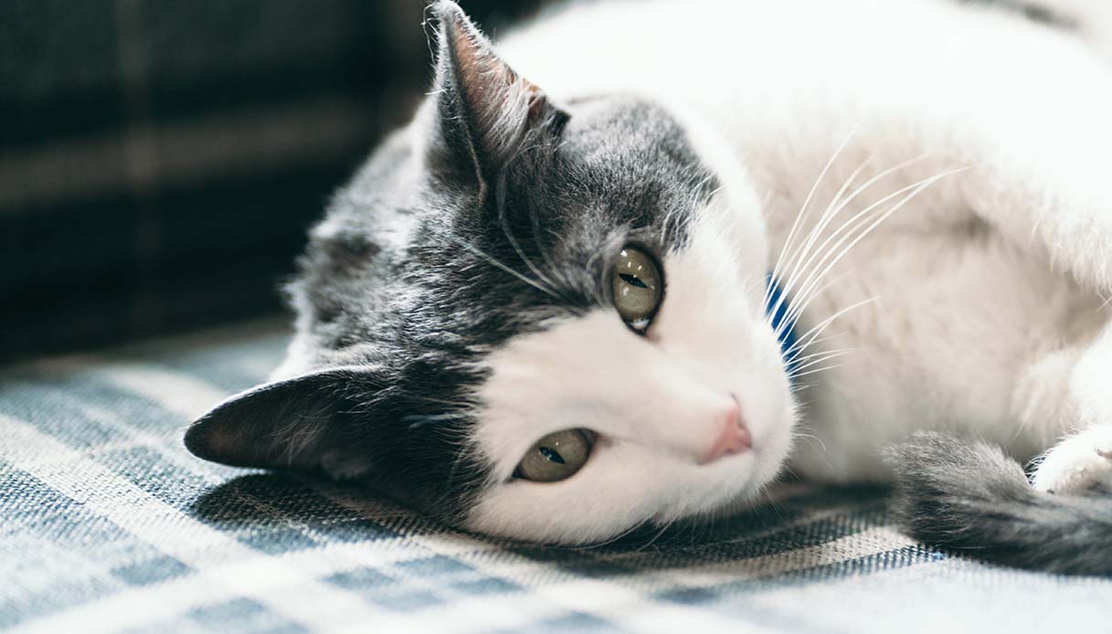 cercavamo il suo padrone abbiamo trovato un collega la storia di pielle il gatto poliziotto da Dilei.it cercavamo il suo padrone abbiamo trovato un collega la storia di pielle il gatto poliziotto