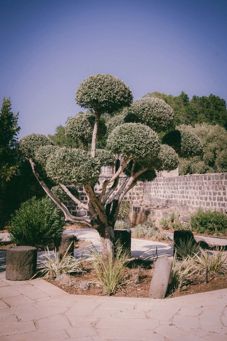 Giardino arido con alberi potati a sfere, blocchi di pietra lavica, ciuffi di piante resistenti alla siccit&agrave; e pavimentazione in pietra sotto il cielo terso