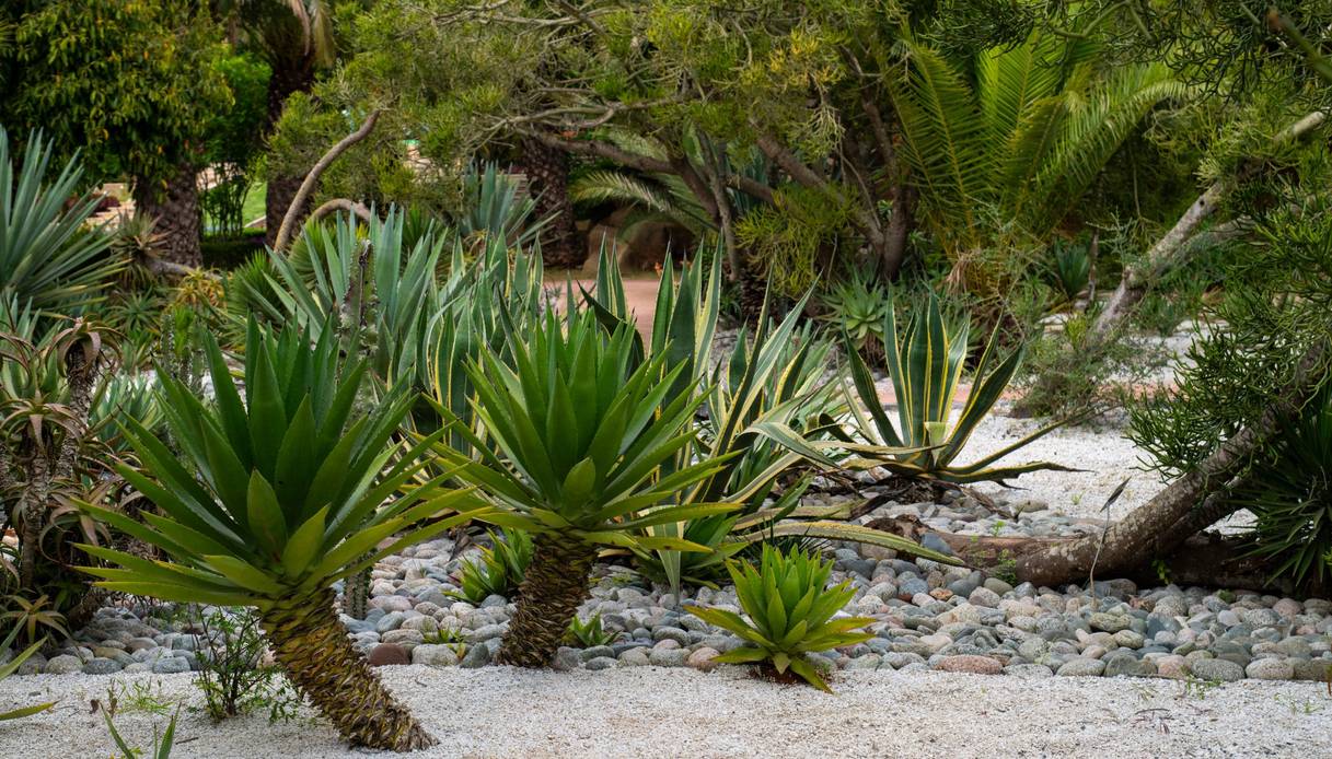 Giardino secco con agavi variegate, aloe arborescenti e palme su un letto di ciottoli levigati e ghiaia bianca