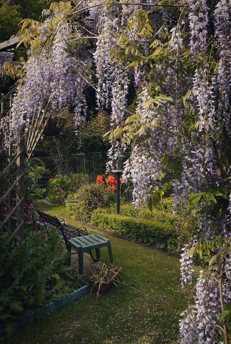 Arco di glicine con lunghi grappoli lilla che incornicia un giardino con prato, panchina in ferro battuto, siepe di bosso e papaveri arancioni