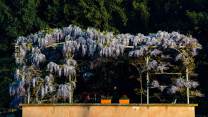 Pianta in autunno per avere un pergolato a prova di primavera
